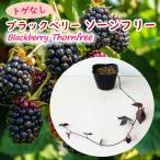 とげなし ブラックベリー 「  ソーンフリー 」  苗 苗木 9cmポット …
