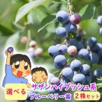 ブルーベリー苗苗木サザンハイブッシュ系選べる２株セット樹高30〜60cm4...