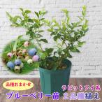 ブルーベリー 苗木 植え替え不要品