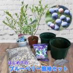  голубика рассада саженец впервые .. голубика культивирование комплект это .. если есть все часть ..... сразу культивирование . можно наслаждаться начинающий подарок 