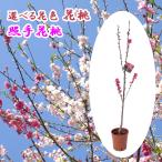 選べる花桃照手花桃苗苗木6号鉢樹高約60cmハナモモケモモ照手桃照手白照手...