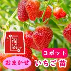  случайный клубника клубника рассада 3 pot 9cm pot рассада 