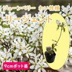 ジューンベリーリージェントわい性種9cmポット苗苗木ポット苗わい性矮性種果...