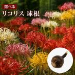 選べる「リコリス球根」3球・5球・10球7品種
