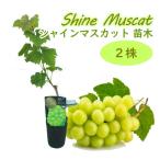 シャインマスカット 挿木苗 ２株 ぶどう 苗木 苗 10.5cmロングポット  樹高約30〜40cm ブドウ 葡萄 果樹苗 実のなる木 つる性 shine muscat