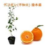 不知火「デコポン」13.5cmポッ...