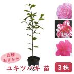  товар вид случайный yuki камелия снег .3 АО рассада саженец 12cm pot высота дерева примерно 45cm