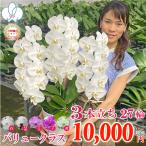 ショッピング花 【全商品品質保証！】胡蝶蘭 お祝い お供え 3本立ち10000円 選べる5色 お祝い お供え 花ギフト お誕生日 開店祝 開業祝 新築祝