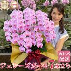 胡蝶蘭 ジェシーズガール ミディ中輪 7