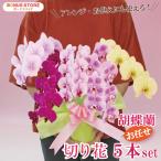 【ボーナスストア対象ストア】胡蝶蘭 中大輪 切り花 おまかせ 5本セット 最短翌日着（北海道・九州・沖縄配送不可）