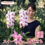 �Ӓ��� BONUS�Ώ� �~�f�B ���� �u�X�C�[�e�B�[�v 2�{���� �摜���t���� �e�헧�D�E���b�s���O�����I �ŒZ������