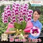 �Ӓ��� BONUS�Ώ�  �� -MIYABI- 7�{���� ���I�łƂĂ��������ȕ��͋C�̃X�|�b�g�Ӓ��� BONUS�Ώ�  ���a���� �J�X�j �J�Əj ������ ���j��