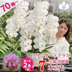 BONUS対象  大輪70輪以上 胡蝶蘭 お祝い お供え 豪華7本立ち 当選祝い 就任 昇進 お祝い お供え