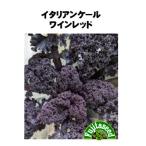 �y���c��q�z�C�^���A���P�[�� ���C�����b�h KALE ��� ��