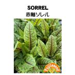  трава tane вид красный ось soreru глициния рисовое поле семена 