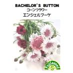 [ глициния рисовое поле семена ] кукуруза цветок ( смешивание ) Angel букет BACHELOR'S BUTTON трава вид 