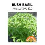  трава tane вид втулка базилик pico BUSH BASIL глициния рисовое поле семена 