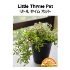  трава tane вид little время pot глициния рисовое поле семена 