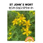 ハーブ タネ 種 セントジョンズウォート 藤田種子