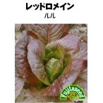  овощи tane вид lettuce красный ro основной Lulu ( красный kos lettuce ) глициния рисовое поле семена 