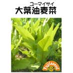 野菜 タネ 種 大葉油麦菜(ユーマイサイ） 藤田種子