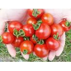 【20%OFF!】横井さんのフルーツトマト（1kg）