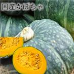  тыква местного производства тыква ( юг .)[2 шар коробка ] ho k ho k. тыква! юг. Kyushu ~ север. Hokkaido! местного производства тыква здоровье овощи *. предмет * айнтопф * небо ...