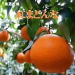 紅まどんな 秀品 約５Ｋ入り 愛媛県産 期間限定商品  紅マドンナ 柑橘 お歳暮 贈り物 ギフト