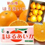 新商品【はるあいか】良品 約3kg　愛媛県産　期間限定商品 紅マドンナ と甘平みかんの掛け合わせかんぺい　紅プリンセスの糖度おち