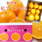 新商品【紅プリンセス】優品 約3kg 愛媛県産 期間限定商品 紅まどんな と甘平みかんの掛け合わせ かんぺい 紅マドンナ 3月だけの期間限定