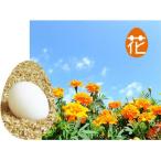  цветок яйцо M размер 50 шт Fukushima префектура Tamura город включая доставку трещина гарантия содержит цветок Tama . яйцо Tama .