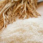 入荷待ち【令和6年産】ミルキークイーン「農匠米」5kg ふくしまプライド