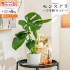 モンステラ 観葉植物 5号 高さ約40〜55cm 鉢カバー付き 鉢 植物 鉢カバー付き おしゃれ 植物 鉢 お祝い オフィス 店舗 事務所 おしゃれな植木鉢 インテリア