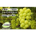 ぶどう 2026年 ご シャインマスカット 約800g