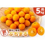 種無し金柑 ぷちまる 訳あり 5kg