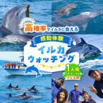体験チケット 南島原 イルカウォッチング