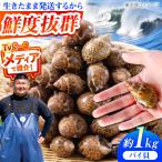 豊前海産 バイ貝 1kg