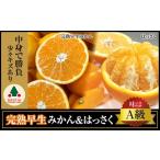 ふるさと納税 《みかんは年内発送》定期便 手さげ箱 セット 完熟早生 有田みかん & はっさく 全2回 南泰園 和歌山県有田川町