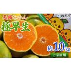 温州 柑橘 果物 くだものフルーツ ミカン 蜜柑