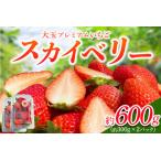 日光産 プレミアムいちご スカイベリー 約300g×2パック