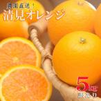 訳あり 清見オレンジ 混合 5kg