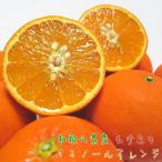 有田育ちのセミノールオレンジ ご 約5kg