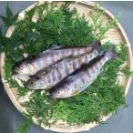 0211701 明神山のふもとの清流育ちのゆず天魚