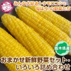 みんな大好きトウモロコシと旬は今の野菜たち
