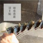 一尾ずつ炭火で丁寧に焼き上げた鮎の塩焼き 4尾