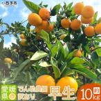 でん助農園の温州みかん 早生 訳あり 約10kg