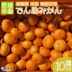 柑橘類 日向夏 ミカン 蜜柑 果物 くだものフルーツ