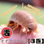 深海王国 室戸からお届けする 活オオグソクムシ