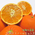 特選 セミノールオレンジ 約1.5kg