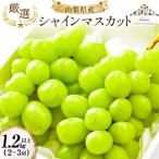 シャインマスカット 先行受付 約 1.2~1.3kg